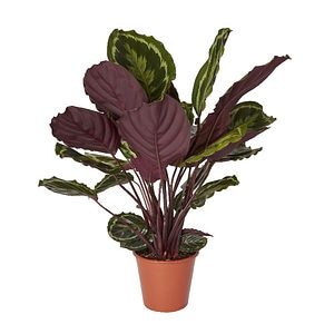 Calathea Medallion, in ghiveci, 14 cm