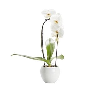 Orhidee alba, in ghiveci, 14 cm