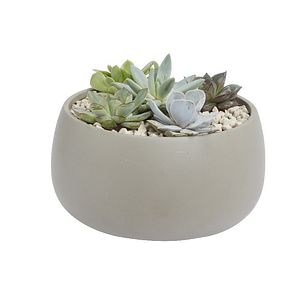 Planta suculenta, in ghiveci, 10 cm