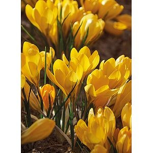 Bulbi VERVE Crocus, galben