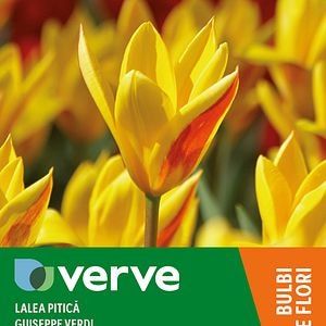 Bulbi VERVE Lalea Giusepppe Verdi, 8 bucati, galben