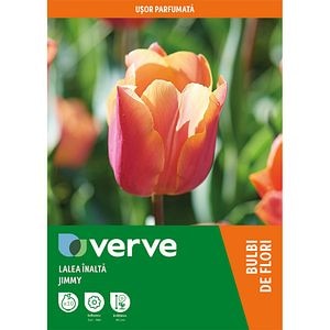 Bulbi VERVE Lalea, 8 bucati, portocaliu