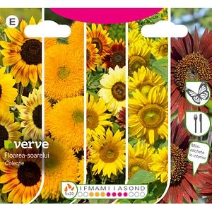 Colecție de semințe de floarea-soarelui