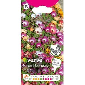 Amestec seminte de margareta Livingstone • Verve