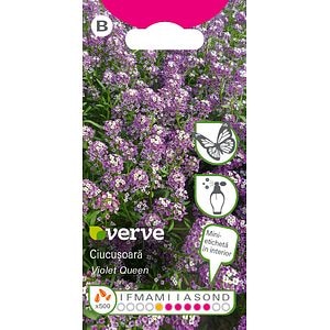Seminte flori ciucusoara violeta • Verve