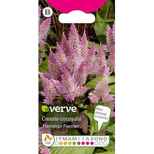 Seminte creasta-cocosului roz • Verve
