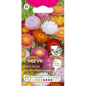 Seminte floare de pai asortate • Verve