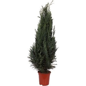 Planta exterior Chamaecyparis Columnaris, 3L, verde