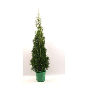 Thuja Occidentalis Smaragd, inaltime 80-100 cm