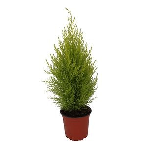 Thuja, in ghiveci, 50 - 65 cm
