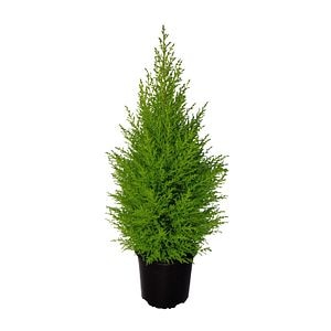 Conifer Thuja, 65 cm  Cupressus Goldcrest Wilma