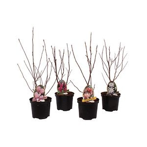 Mix magnolie, 50-70 cm