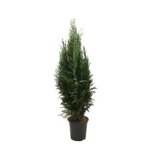 Thuja Chamaecyparis Columnaris (Arbore conifer) in ghiveci de plastic, inaltime medie 80-100 cm
