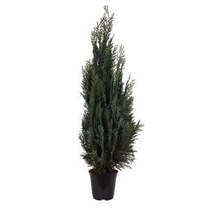 Thuja Chamaecyparis Columnaris (Arbore conifer) in ghiveci de plastic, inaltime medie 100-120 cm
