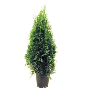 Thuja Smaragd (Arbore conifer) in ghiveci de plastic, inaltime medie 80-100 cm