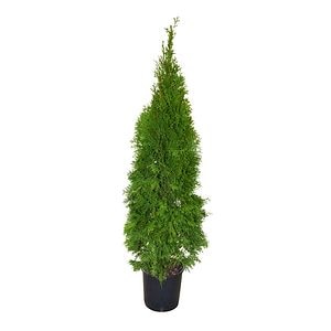 Thuja Smaragd (Arbore conifer) in ghiveci de plastic, inaltime medie 100-120 cm
