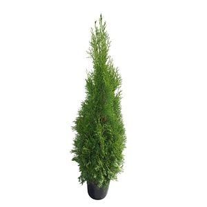 Thuja Smaragd (Arbore conifer) in ghiveci de plastic, inaltime medie 120-140 cm