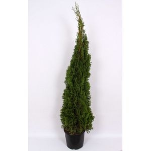 Thuja Smaragd (Arbore conifer) in ghiveci de plastic, inaltime medie 140-160 cm