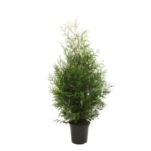 Thuja Occidentalis Brabant (Arbore conifer) in ghiveci de plastic, inaltime medie 100-120 cm
