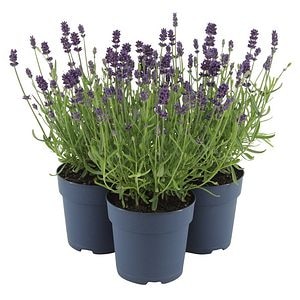 Lavanda, in ghiveci, 13 cm 