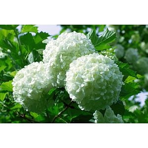 Hydrangea roz, hortensie in ghiveci, 15-45 cm 