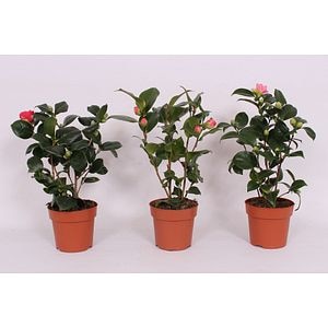 Floare Camelia Japonica Mix 35-40 cm