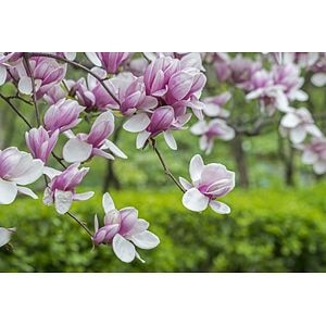 Magnolia mix, in ghiveci, 50-70 cm 