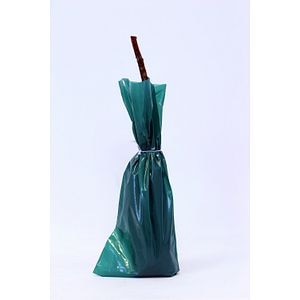 Zmeura cu radacini invelite, 30-40 cm