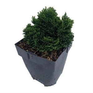 Chamaecyparis Nana Gracilis, 17 cm, D 30 cm