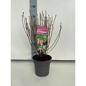 Enkianthus, H 45 cm