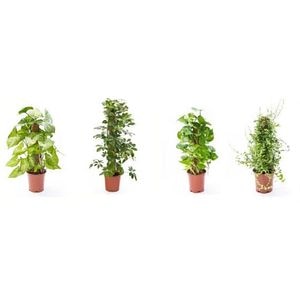 Mix plante verzi de interior, suport din muschi, H 60 cm