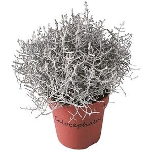Calocephalus Brownii, D 15cm, H 20cm