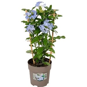 Plumbago (Plumbago auriculata), D15 cm, H45 cm