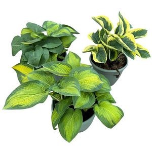 Hosta (Hosta), D32 cm, H35 cm