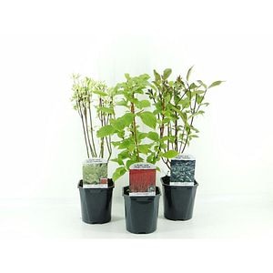 Cornus, D 17 cm, H 35 cm