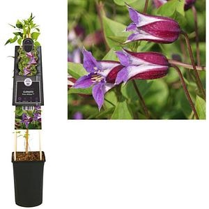 Clematis Prince William, D 17 cm, H 75 cm