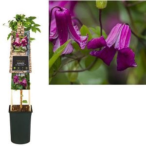 Clematis Queen Mother, D 17 cm, H 75 cm