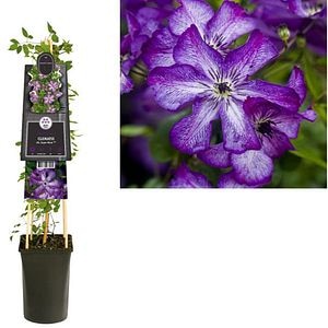Clematis Super Nova, D 17 cm, H 75 cm