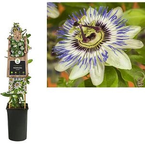 Floarea pasiunii albastra (Passiflora caerulea), D17 cm, H75 cm