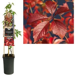 Vita canadiana Engelmannii, H 75 cm
