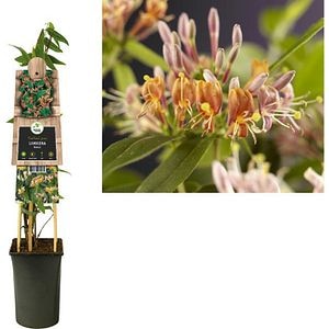 Caprifoi Henryi (Lonicera henryi), D17 cm, H75 cm
