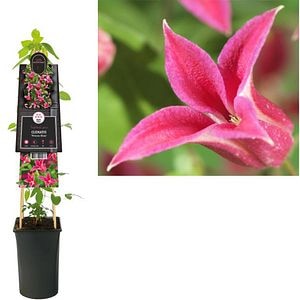 Clematita Princess Diana, H 75 cm