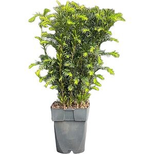 Taxus Groenland, D 17 cm, H 80 cm