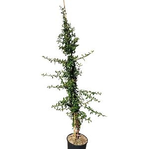 Arbust ornamental Pyracantha, H 200 cm