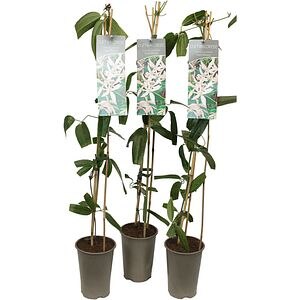 Clematis Armandii, D 17cm, H 90cm