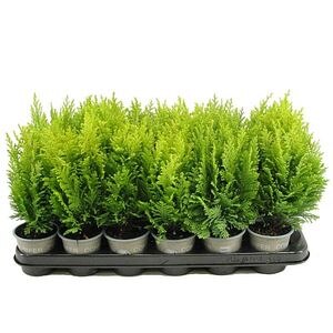 Chamaecyparis Ellwoods Empire, D 9 cm, H 20 cm