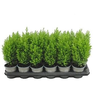 Chamaecyparis Ellwoods Gold, D 9 cm, H 20 cm