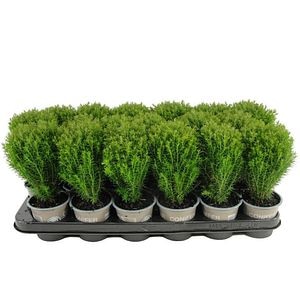 Thuja Teddy, D 9 cm, H 15 cm