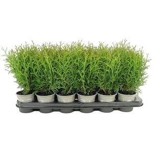 Thuja Tiny Tim, D 9 cm, H 17 cm