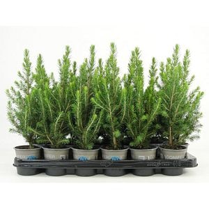 Molid Conica (Picea glauca Conica), D9 cm, H9 cm